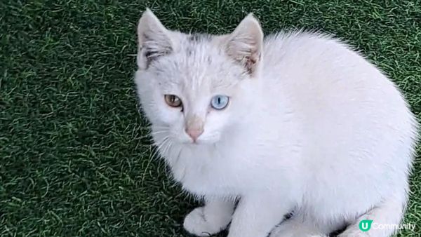 Day 8《北疆9天遊》獨庫公路北段，獨山子大峽谷 (那拉提➡️瑪納斯)