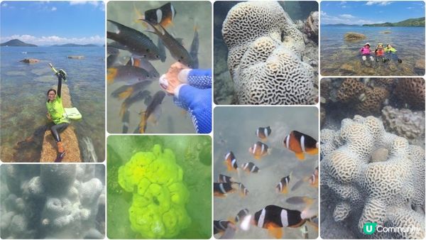 西貢浮潛🤿🐠🦀🪸🐚收穫滿滿的🫰《東心淇咀》