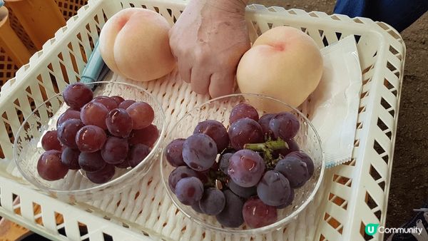這是於日本岡山"桃茂?苑 TOMOMIEN"即場採摘的岡山桃...