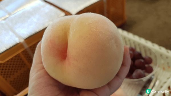 這是於日本岡山"桃茂?苑 TOMOMIEN"即場採摘的岡山桃...