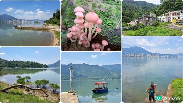 《荔枝窩至鹿頸行山篇》梅子林、谷埔、鳳坑