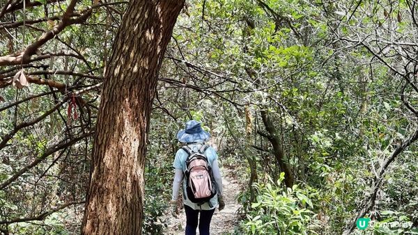 👣尋找大嶼山白角洞➕水口灣泥灘