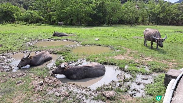 《大嶼山芝麻灣半島行山篇》望東灣、芝麻灣郊遊徑、黑人秘道、澄