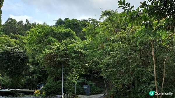 《大嶼山芝麻灣半島行山篇》望東灣、芝麻灣郊遊徑、黑人秘道、澄