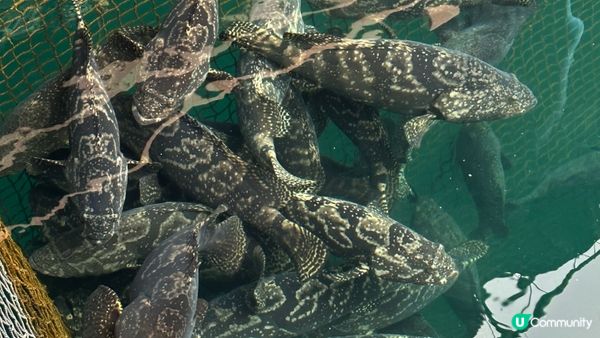 【西貢釣魚】超抵玩！$150包來回船票及滘西灣魚排入場券｜魚排內外釣魚。欣賞日落美景｜釣魚新手初體驗