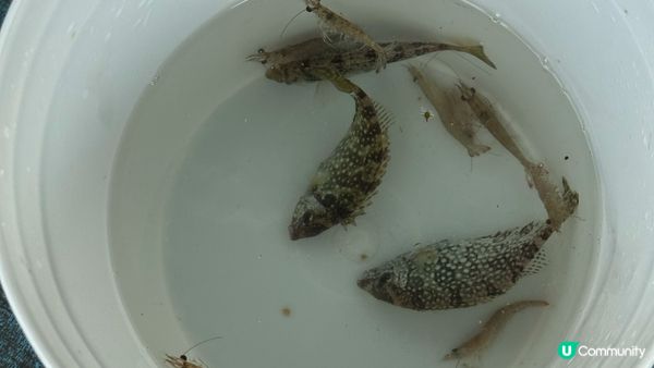 【西貢釣魚】超抵玩！$150包來回船票及滘西灣魚排入場券｜魚排內外釣魚。欣賞日落美景｜釣魚新手初體驗