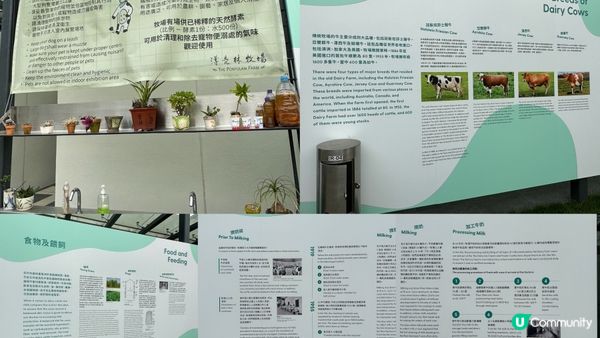 【香港好去處】薄扶林半日遊｜百年英式古蹟活化。薄鳧林牧場｜香港唯一新哥德式教堂。伯大尼小教堂｜香港非物質文化遺產。薄扶林村舞火龍