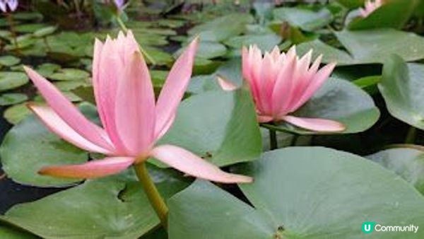 花深時節～饒宗頤文化館