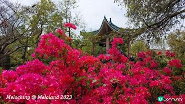 花深時節～荔枝角公園