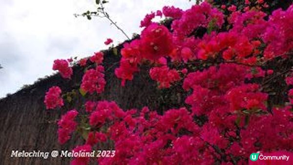 花深時節～荔枝角公園