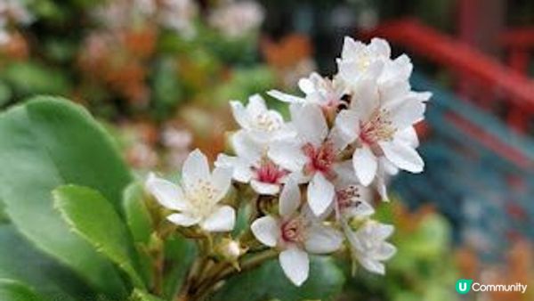 花深時節～荔枝角公園