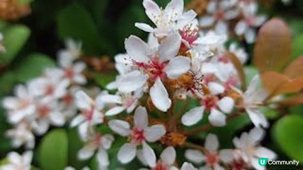 花深時節～荔枝角公園