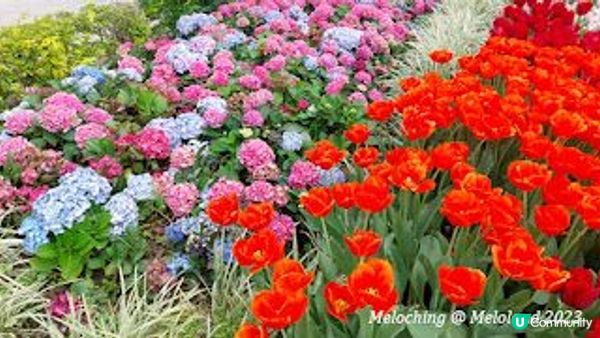 花深時節～荔枝角公園