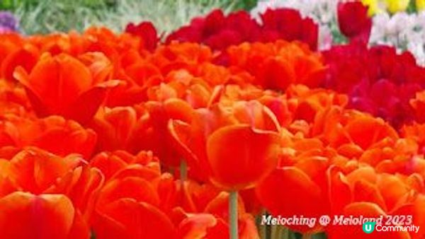 花深時節～荔枝角公園