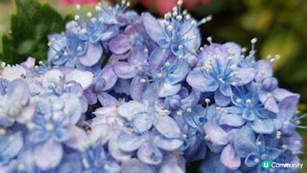 花深時節～荔枝角公園