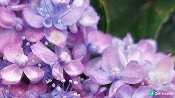 花深時節～荔枝角公園