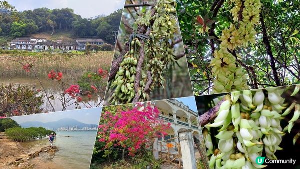 《大埔烏蛟騰至鹿頸行山篇》九担租(禾雀花)、犁三古道、吊燈籠