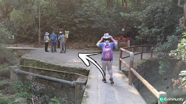 《大埔烏蛟騰至鹿頸行山篇》九担租(禾雀花)、犁三古道、吊燈籠