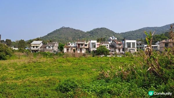 《大埔烏蛟騰至鹿頸行山篇》九担租(禾雀花)、犁三古道、吊燈籠