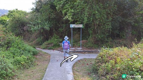 《大埔烏蛟騰至鹿頸行山篇》九担租(禾雀花)、犁三古道、吊燈籠