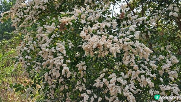 《大埔烏蛟騰至鹿頸行山篇》九担租(禾雀花)、犁三古道、吊燈籠