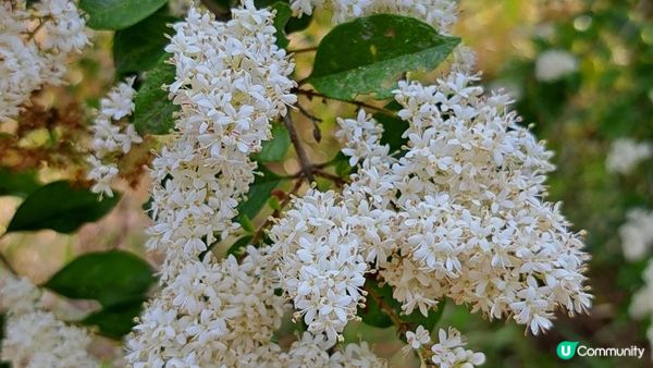 《大埔烏蛟騰至鹿頸行山篇》九担租(禾雀花)、犁三古道、吊燈籠