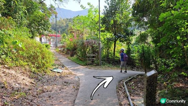 《大埔烏蛟騰至鹿頸行山篇》九担租(禾雀花)、犁三古道、吊燈籠