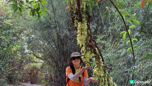 《大埔烏蛟騰至鹿頸行山篇》九担租(禾雀花)、犁三古道、吊燈籠