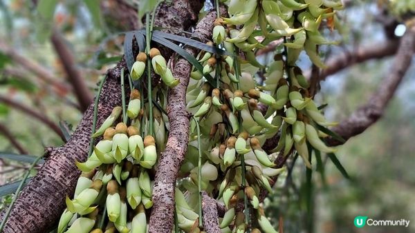 《大埔烏蛟騰至鹿頸行山篇》九担租(禾雀花)、犁三古道、吊燈籠