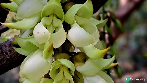 《大埔烏蛟騰至鹿頸行山篇》九担租(禾雀花)、犁三古道、吊燈籠