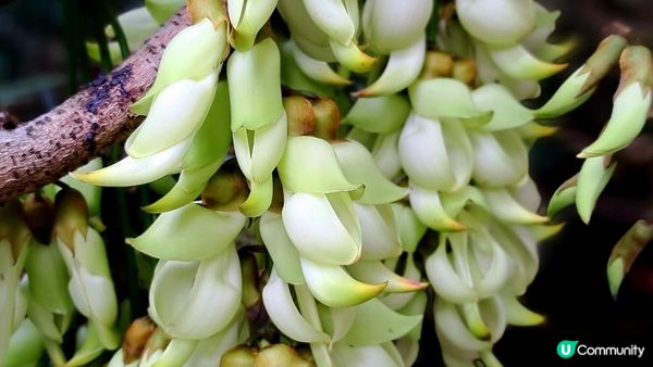 《大埔烏蛟騰至鹿頸行山篇》九担租(禾雀花)、犁三古道、吊燈籠