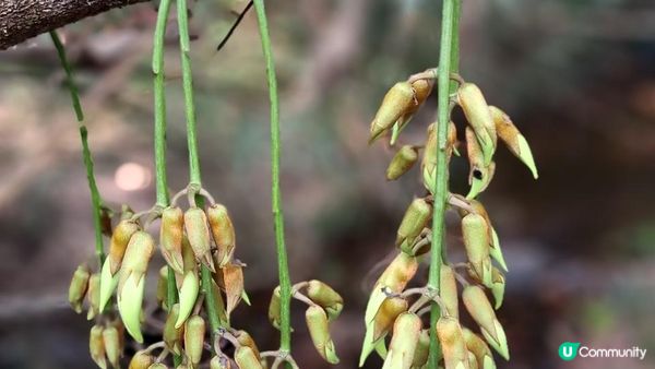 《大埔烏蛟騰至鹿頸行山篇》九担租(禾雀花)、犁三古道、吊燈籠
