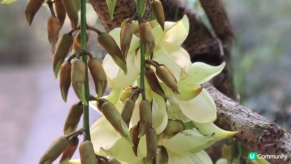 《大埔烏蛟騰至鹿頸行山篇》九担租(禾雀花)、犁三古道、吊燈籠