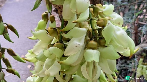 《大埔烏蛟騰至鹿頸行山篇》九担租(禾雀花)、犁三古道、吊燈籠