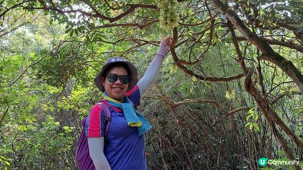 《大埔烏蛟騰至鹿頸行山篇》九担租(禾雀花)、犁三古道、吊燈籠