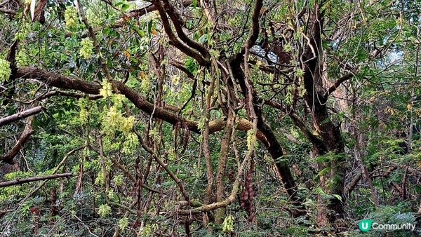 《大埔烏蛟騰至鹿頸行山篇》九担租(禾雀花)、犁三古道、吊燈籠
