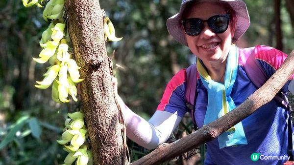 《大埔烏蛟騰至鹿頸行山篇》九担租(禾雀花)、犁三古道、吊燈籠