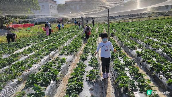 【親子好去處】粉嶺自摘士多啤梨農場大集合