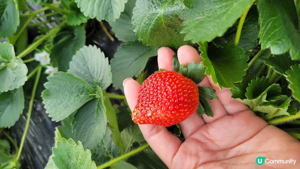 【親子好去處】粉嶺自摘士多啤梨農場大集合