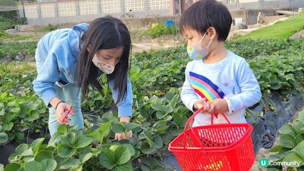 【親子好去處】粉嶺自摘士多啤梨農場大集合