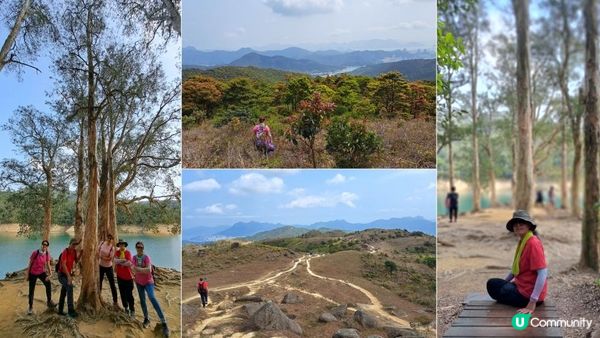 《大埔大菴路至城門水塘行山篇》小菴山、走馬崗、白千層