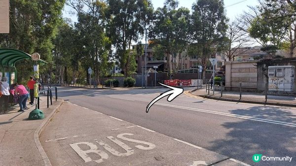 《大埔大菴路至城門水塘行山篇》小菴山、走馬崗、白千層