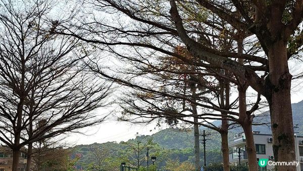 《大埔大菴路至城門水塘行山篇》小菴山、走馬崗、白千層