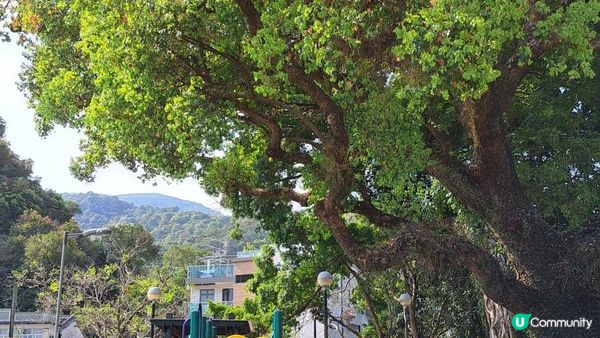 《大埔大菴路至城門水塘行山篇》小菴山、走馬崗、白千層