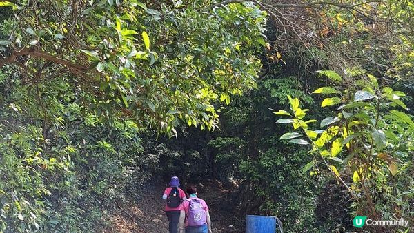 《大埔大菴路至城門水塘行山篇》小菴山、走馬崗、白千層