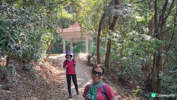 《大埔大菴路至城門水塘行山篇》小菴山、走馬崗、白千層