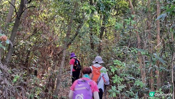 《大埔大菴路至城門水塘行山篇》小菴山、走馬崗、白千層