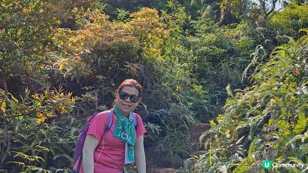 《大埔大菴路至城門水塘行山篇》小菴山、走馬崗、白千層