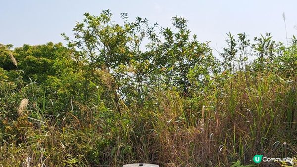 《大埔大菴路至城門水塘行山篇》小菴山、走馬崗、白千層