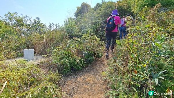 《大埔大菴路至城門水塘行山篇》小菴山、走馬崗、白千層